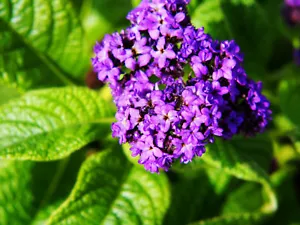 Heliotrope Absolute, Heliotropium arborescens, Flower Extract, Perfume Perfumery - Bild 1 von 12