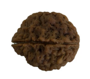Graine de Rudraksha 2 faces 27.36 mm 4.17 g Népal Top Qualité Grade AAA+ 26082 - Picture 1 of 5