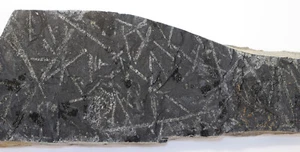 Graptoliti, Monograptus uniformis, Silur, Ronneburg, Germania -k316 - Foto 1 di 4