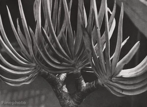 1928 Vintage Albert Renger-Patzsch Aloe Plant Botanical Objectivity Photo Art - Picture 1 of 1
