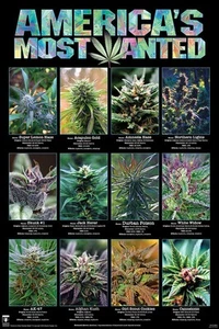 638420 America's Most Wanted Weed Ganja Marijuana Pot Smoking Wall Decor Poster - Picture 1 of 7