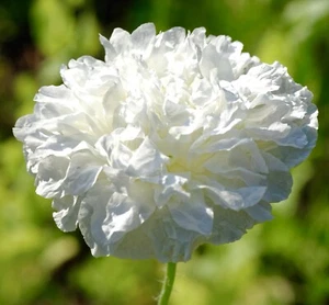 White Cream Peony Poppy Papaver Paeoniflorum - 600x Seeds - Double Flower - Picture 1 of 1