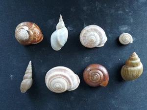 #I Nice colorful mix of 8 small/med approx. 15-38mm Sea & land snail shells - Picture 1 of 2