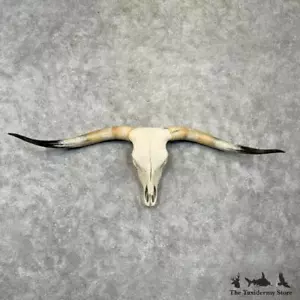 #29720 P | Longhorn Steer Skull European Taxidermy Mount For Sale - Picture 1 of 4
