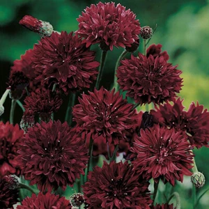 6x Cornflower Black Ball Plug Plants Flower -End of April'25 - Picture 1 of 1