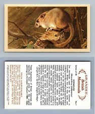 Dormouse #1 Grandee British Mammals 1982 Cigarette Cards