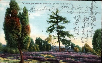 Lüneburger Heide , Wachholdergruppe bei Lutterloh  1909 - Bild 1 von 2