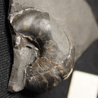 Rare Carboniferous european Nautuloid Cephalopod fossil Liroceras gavendii !