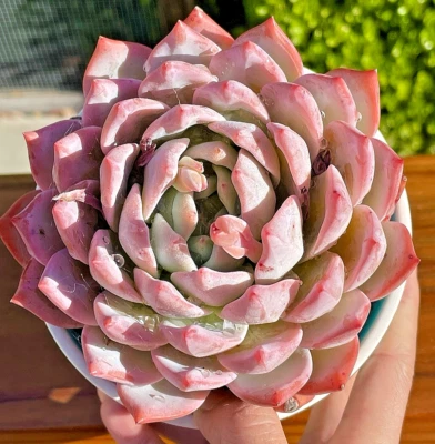 Rare Succulent 5-Inch Echeveria Blue Bird Pink Rooted Live Plant Gift Home Decor - Image 1 of 4