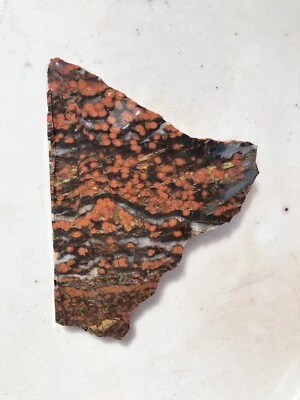 "Losa de jaspe amapola Morgan Hill 4 1/2"" 92 g cableado lapidario áspero piedra orbicular" Foto 1 de 4