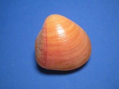 Cardium nemocardium bechei Reeve 1847 "BEAUTIFUL!" (56.6mm) - Image 1 of 4