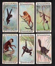 Stollwerck Animal World 1903 Card Set Series 8 Apes & Monkeys Chimpanzee Gibbon