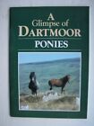 A Glimpse of Dartoor Ponies,Dartmoor Pony