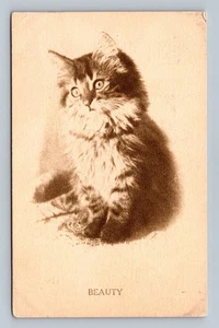 Vintage Cat Postcard 'Beauty' T.P. & Co. N.Y. Series 744 - Picture 1 of 2