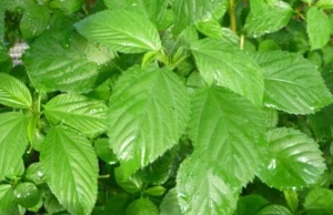 500 Egyptian spinach Seeds (Corchorus olitorius) Saluyot, Green Jute seeds - Picture 1 of 2
