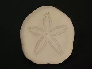 Outstanding...LAGANUM LAGANUM~28.3mm~Philippine SEA URCHIN - Picture 1 of 2