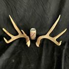 giant Whitetail deer shed Antlers Taxidermy antler dog chew horns 457