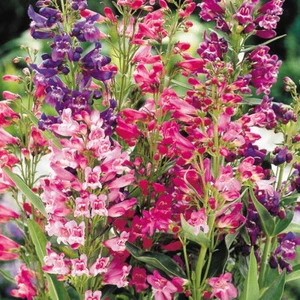 50 Vibrant Penstemon Mixed Flower Seeds Beard Tongue Bee Butterfly Long Bloom UK - Picture 1 of 3