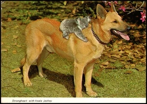 Deutscher Schäferhund Strongheart mit Koala Jockey Lone Pine Australien K001 - Bild 1 von 6