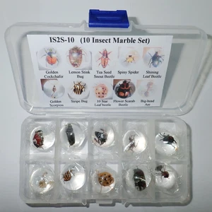 10 Insect Specimen Marble Set 2 cm Sphere in Plastic Box Education Aid - Picture 1 of 12