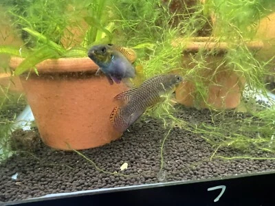 Pelvicachromis kribensis “taeniatus Kienke” YOUNG JUVENILE FEMALE ONLY!! - Image 1 of 4