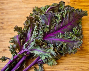 KALE -Red Russian- 5 grams - For Your Early Planting - Picture 1 of 3