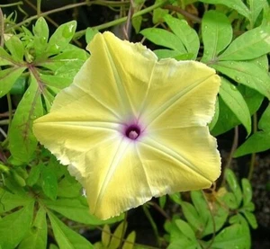 i. Tuberculata - Rare yellow Morning Glory! - 5 fresh seeds - Picture 1 of 2