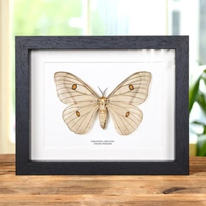 Polilla de seda fantasmal hembra en marco de caja (Ceranchia apollina) - Imagen 1 de 8