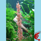 Shrimp Lollies Set AUSWAHL // 3x10 Stück // *AKTION* // Garnelen Futter 