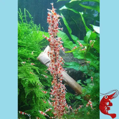 Shrimp Lollies Set AUSWAHL // 3x10 Stück // *AKTION* // Garnelen Futter  - Bild 1 von 4