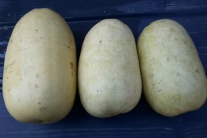 ☺10 graines de courge spaghetti - Picture 1 of 1