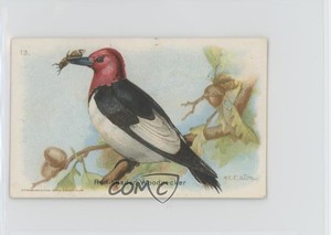 1933 Dwight's Soda Useful Birds of America Series 6 Red-Headed Woodpecker 2h8