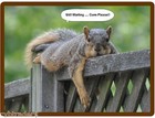 Funny Squirrel Treats .. Still Waiting  Refrigerator / Tool Box /  Magnet 