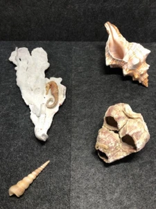 Raritäten echte blaue Koralle Meerschnecke Seepocke Muschel Seepferdchen Deko - Bild 1 von 24