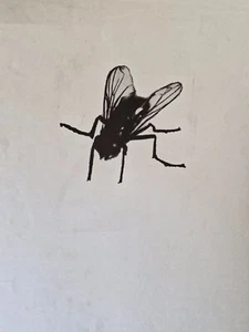 Pablo Obelar - Serigrafía original - Mosca - Picture 1 of 1