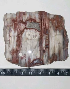 Petrified Wood Slab Polished 3lbs. 8oz. - Picture 1 of 13