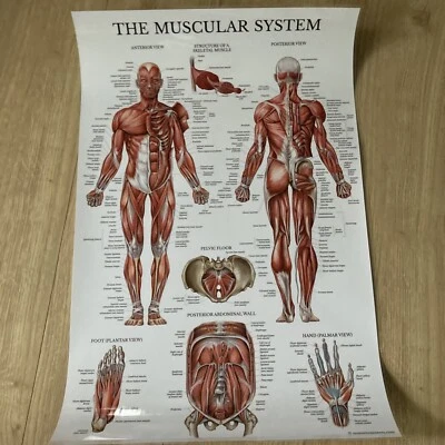 The Muscular System & The Skeletal System Anatomy Posters 26.5x17.5 In - Image 1 of 4