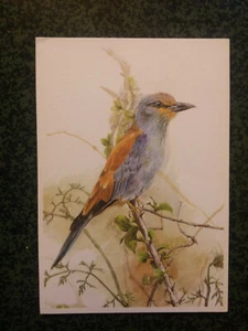 ROLLIER D'EUROPE watercolours VOZ watercolor bird postcards postcard - Picture 1 of 1