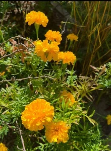 Ca. 100++++ Samen  Studentenblumen Tagetes Blumenwiese Bienen Wiesen - Bild 1 von 3