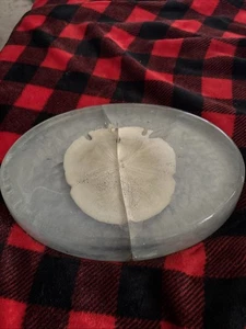 Sand dollar Bill - Picture 1 of 2