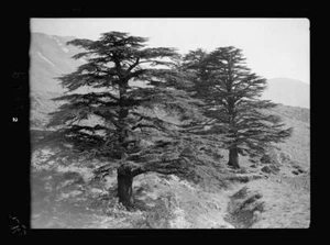 8" x 10" Photo Lebanon. A Typical Cedar of Lebanon - Picture 1 of 1
