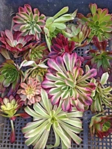Aeonium pack ✘ 12 Cutting Plants cute Succulents - Picture 1 of 3