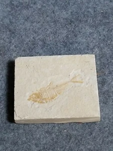 Diplomystus Dentatus Fossil, 2" Fish on Limestone, 2 3/4 x 2 1/4 x 3/4 inches. - Picture 1 of 4