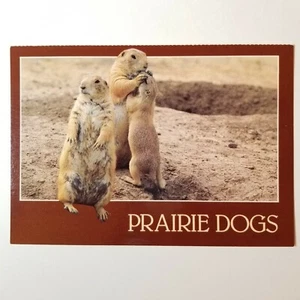 Vintage Prairie Dogs Tempe, AZ Postcard New Smith-Southwestern Inc. Unused 4X6 - Picture 1 of 2