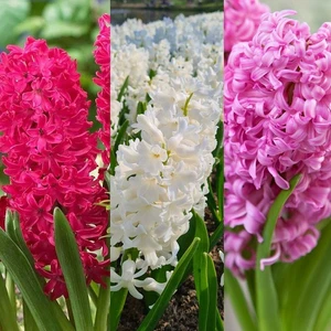 Hyacinth Spring Bulb Mix Berries & Cream - Highly Fragrant Outdoor Perennials - Picture 1 of 8