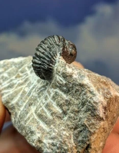 Trilobit Fossil Gerastos Tuberculatus auf vorbereiteter Matrix 54 mm x 41 mm schön - Bild 1 von 10