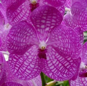 Vanda coerulea 'Rosa' - Raro / Raro - Imagen 1 de 5