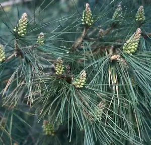 Pinus thunbergii - - RAR Japanische Schwarzkiefer - Bild 1 von 2