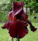 August delivery-Tall Bearded Iris Quechee   red
