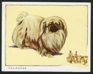 PEKINGESE GALLAHER 1934 DOGS SERIES LARGE CIGARETTE CARD BLOCK TEXT #18 - Foto 1 di 2